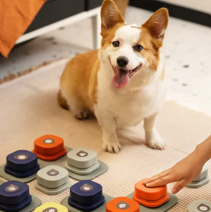 Golden retriever using pet communication buttons for training
